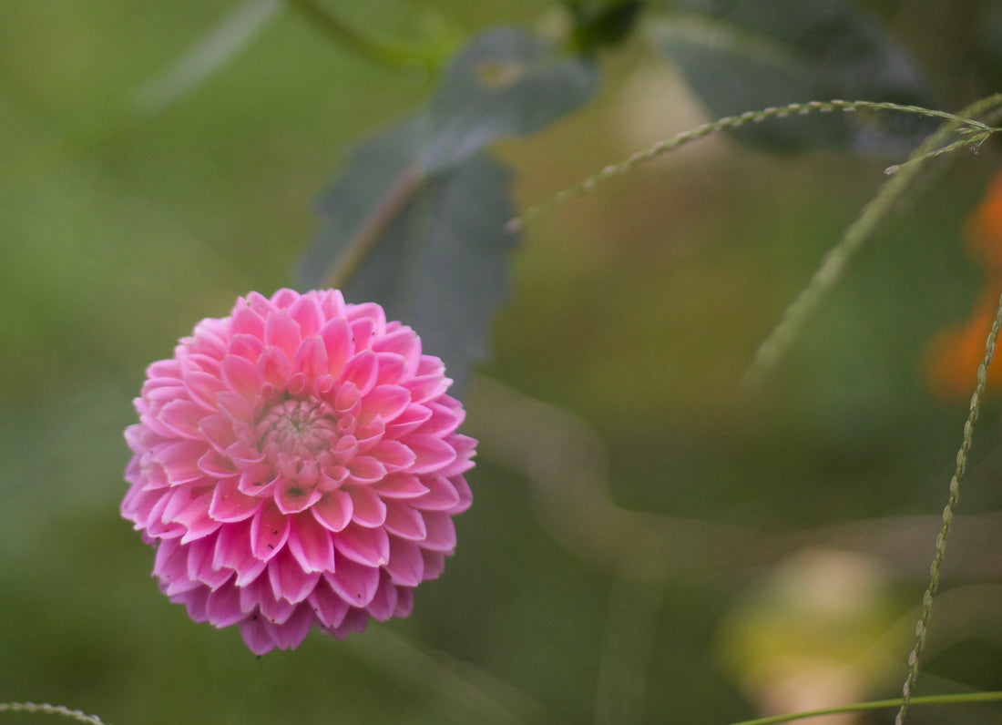 For you, I paint Dahlias | Preview new Pottery