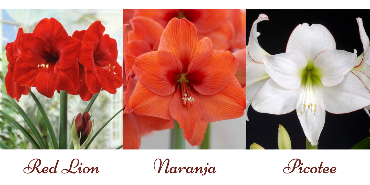 Finches Plant Pot + Amaryllis Kit