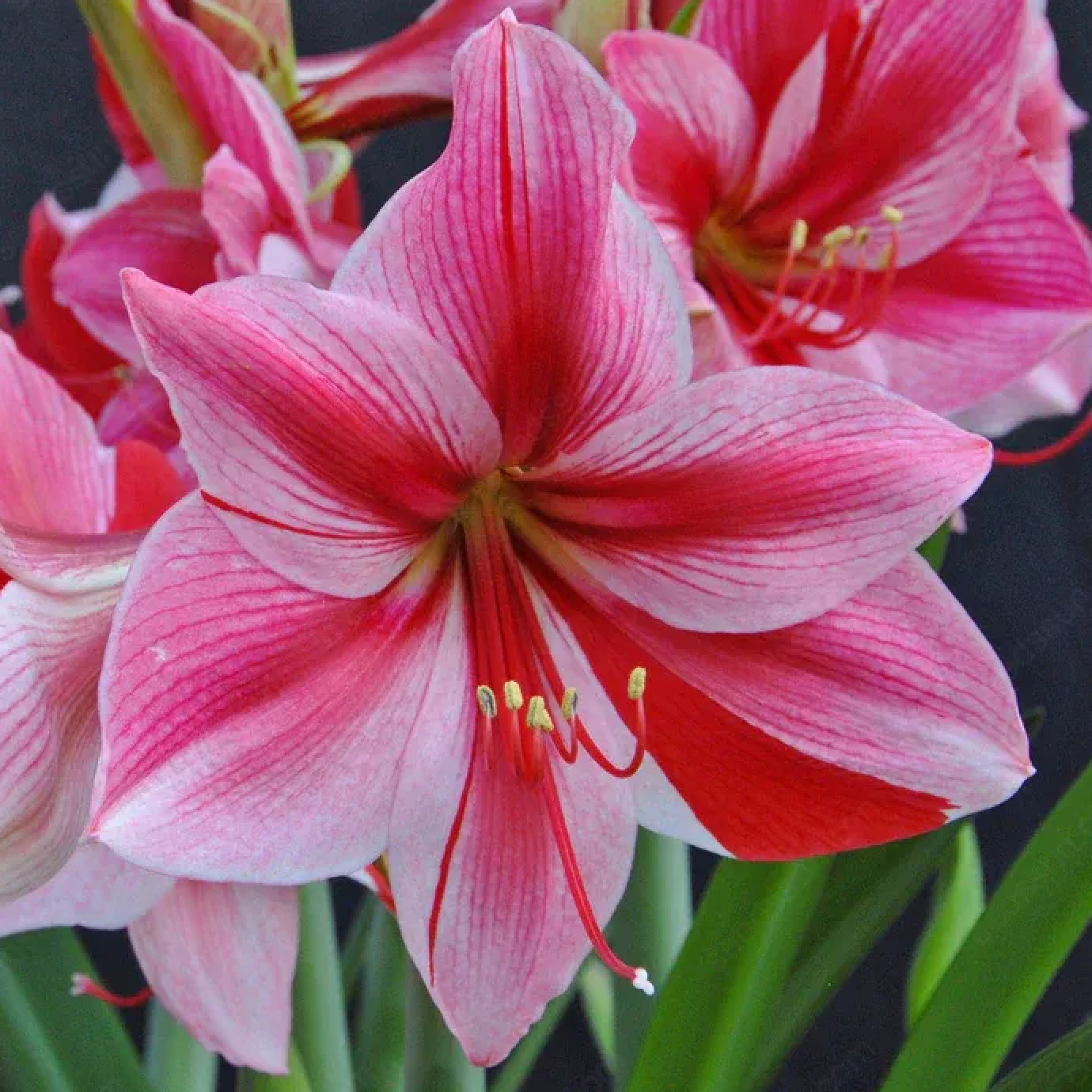 Blue Warbler Plant Pot + 'Gervaise' Amaryllis Kit